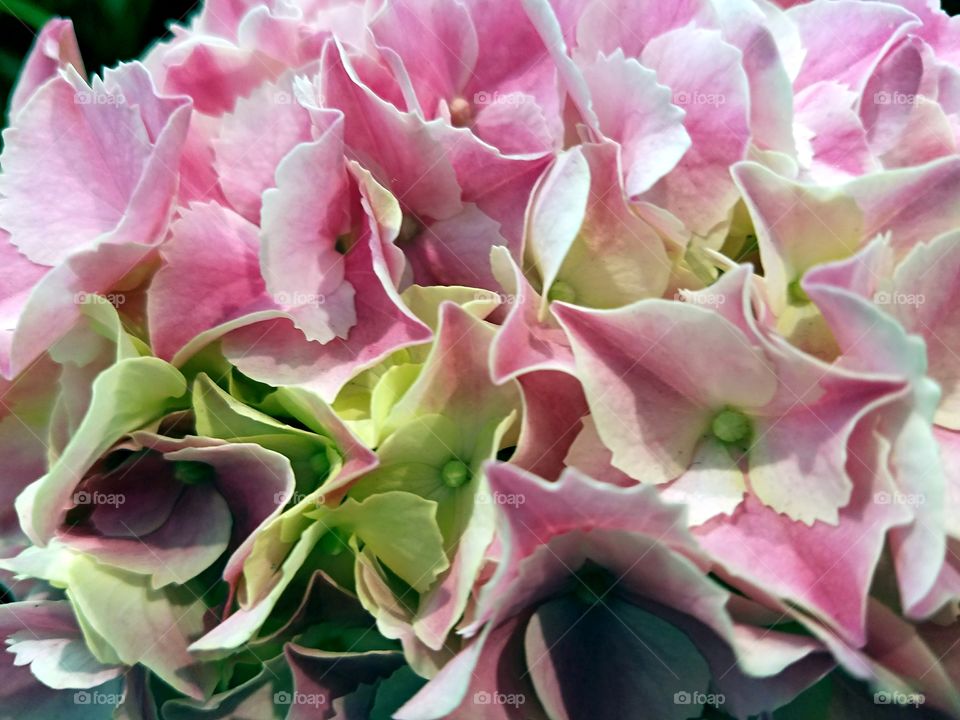 Beautiful Hydrangea