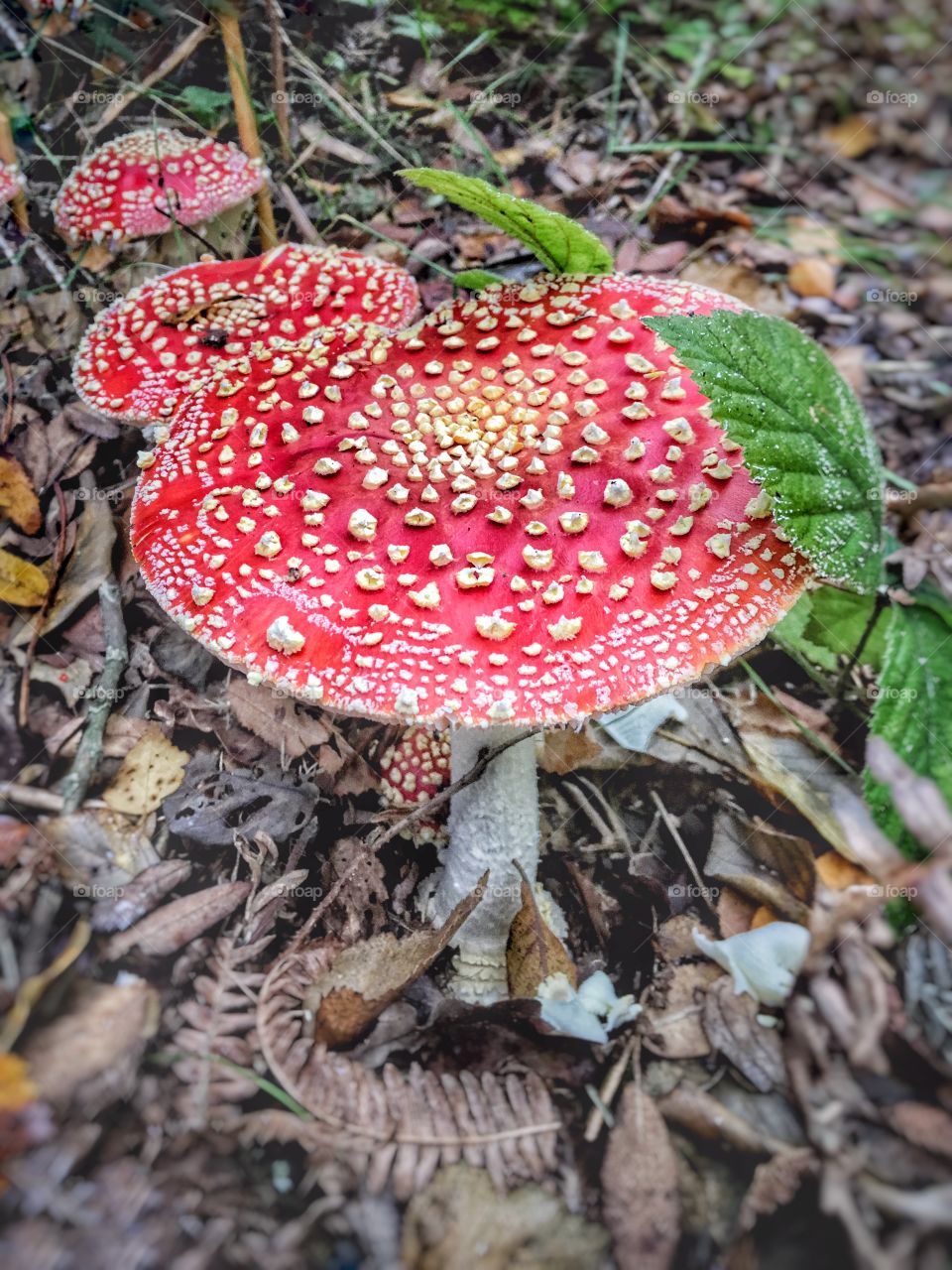 Toadstools 