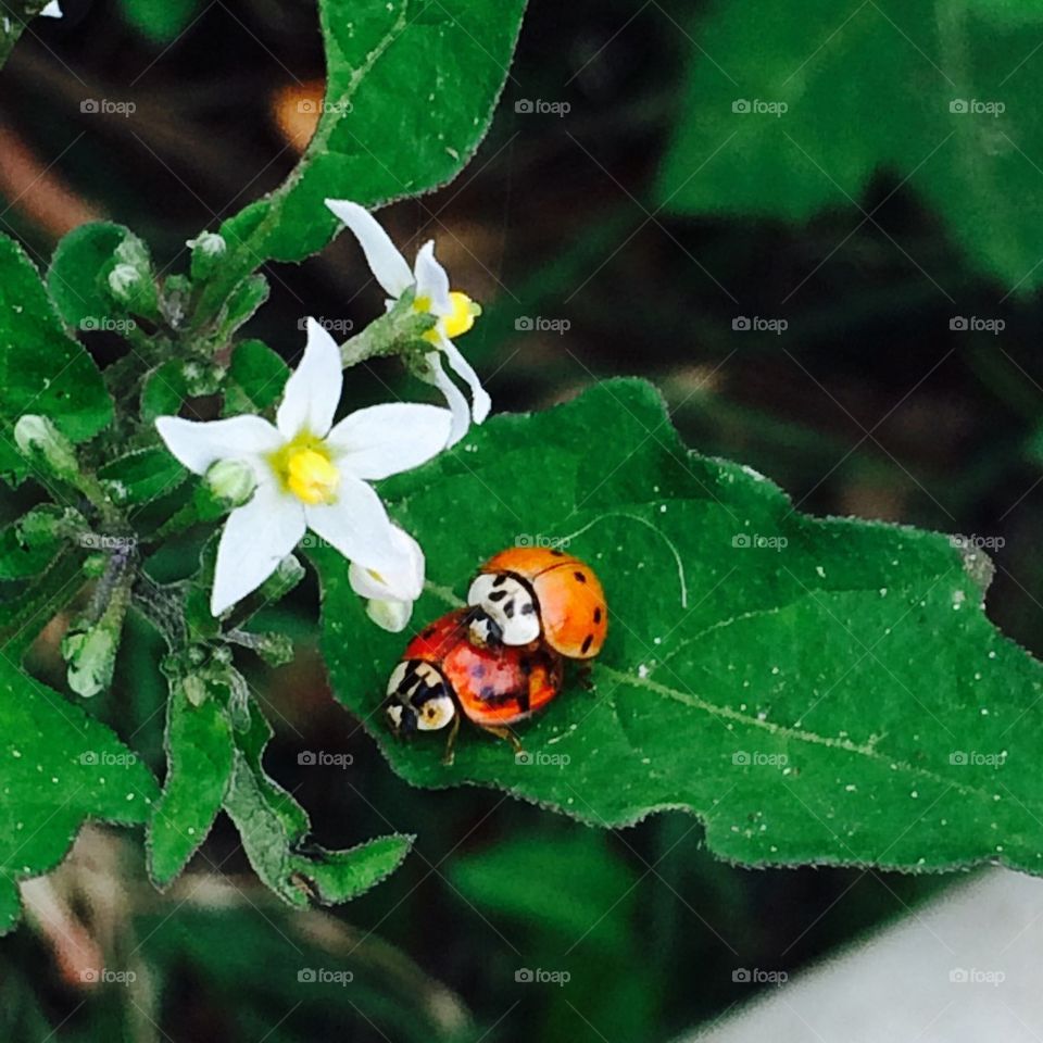 Ladybug Fun