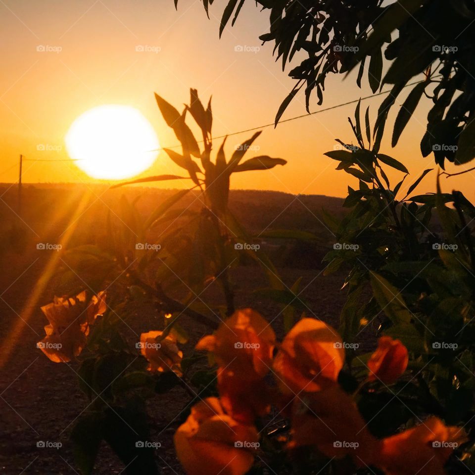 Beautiful sunset behind flowers