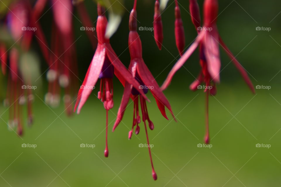 Fuchsia . Closeup of a Beautiful flower called tear or Christs blooddrop in Norway 
