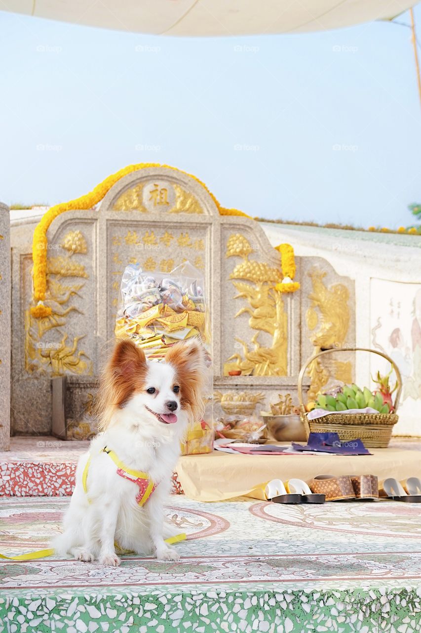 Cute dog in front of the worship altar at the graveyard of ancestors in the Qing ming Festival in Cemetery. Chinese spiritual belief of the life after death. Chinese text means name list of ancestors. Dog traveling concept.