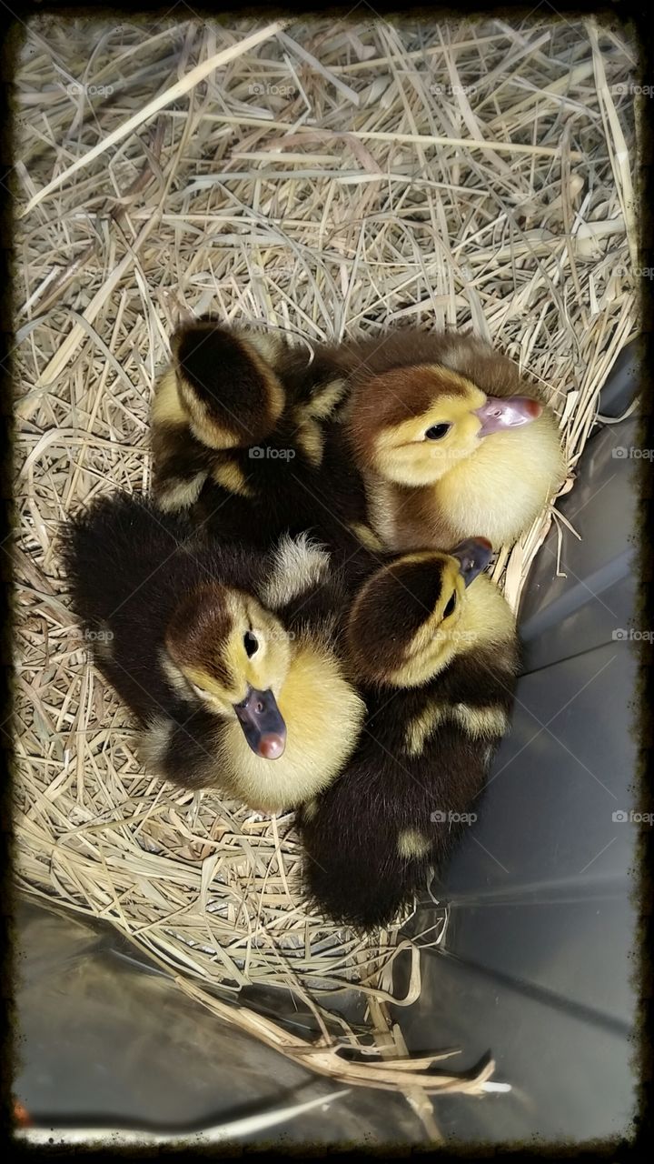 Duckiez. Our new Muskovy ducks