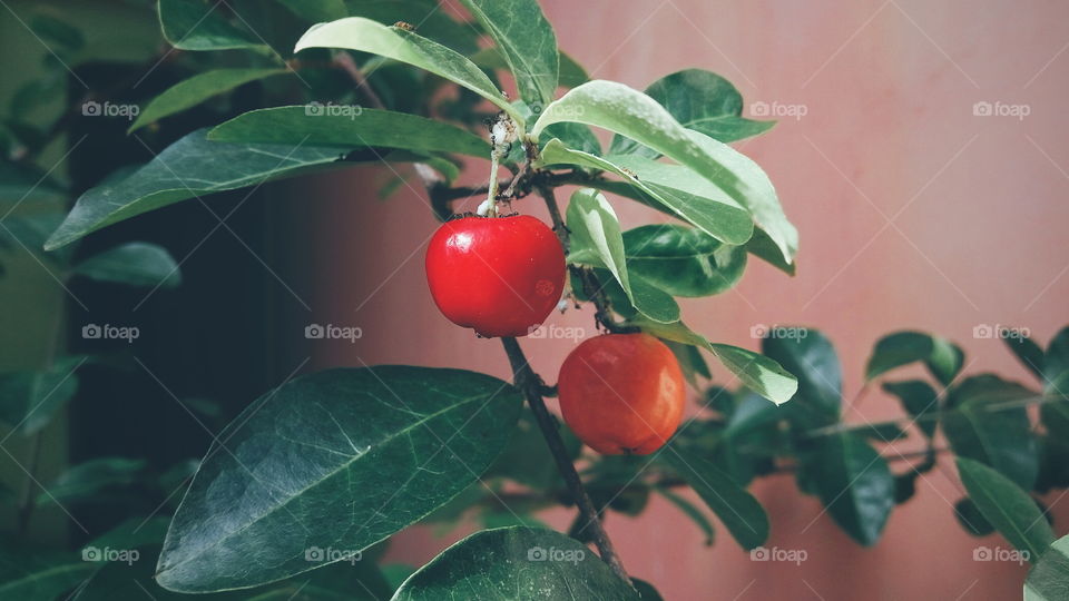 cherry is mine❣