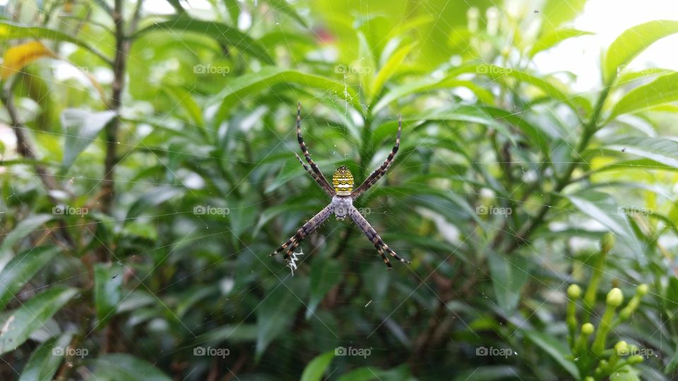 a spider that is still between the branches of a tree