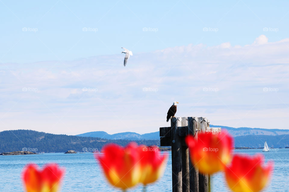 Beautiful  springtime scenery with tulips blooming in front of the ocean and bald eagle perching on a dock while seagull  gliding above in the blue sky