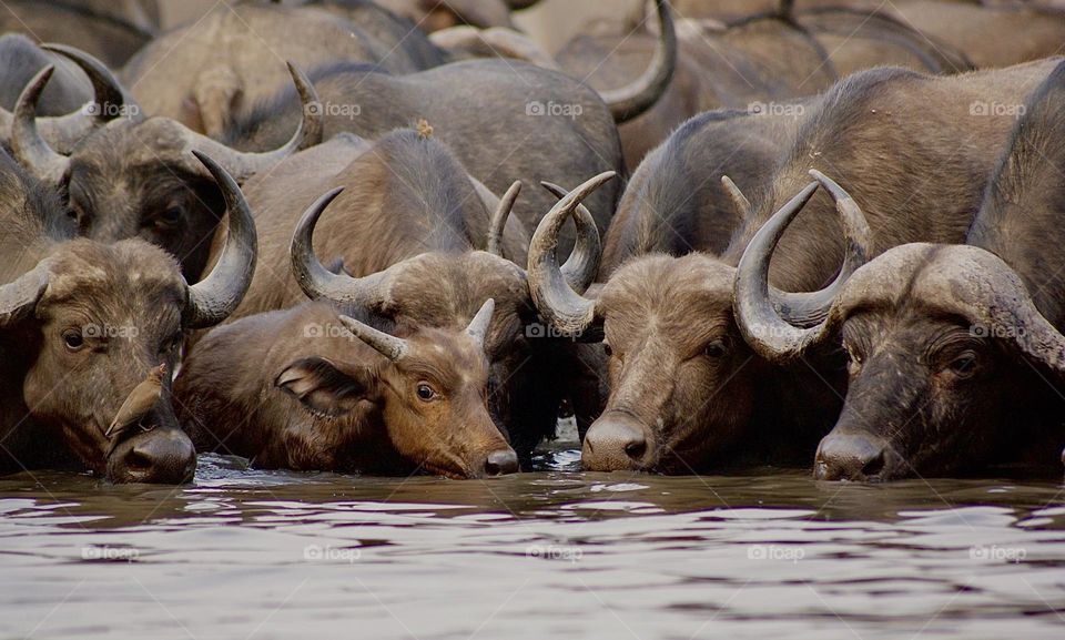 A herd of buffalo drinking water at the water hole in Kavinga 