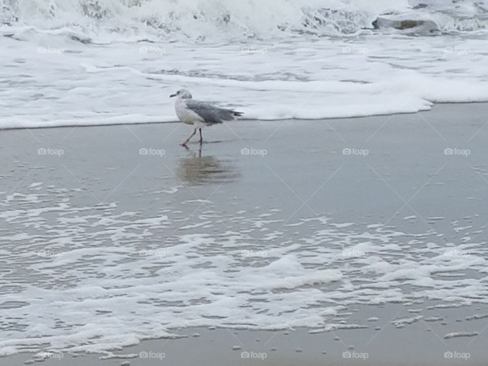 Seagull on the  Sandbridge Beach