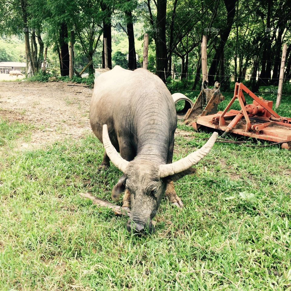 Water buffalo Thailand 
