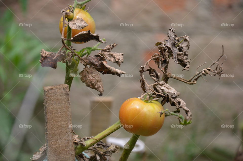 tomatoes