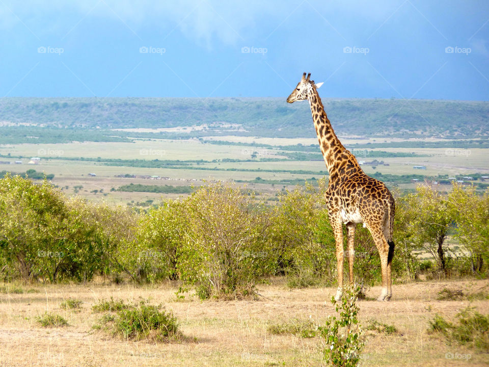 mammals animals kenya giraffe by trvldeb07