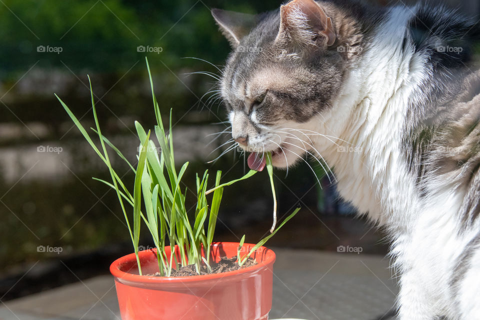 Cat Eating Cat Grass