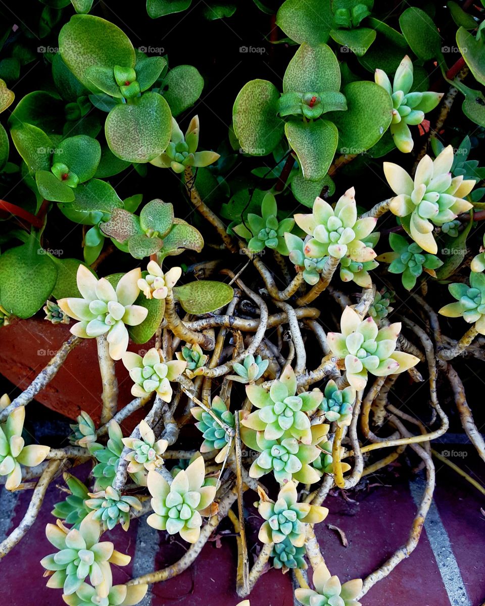 california succulents