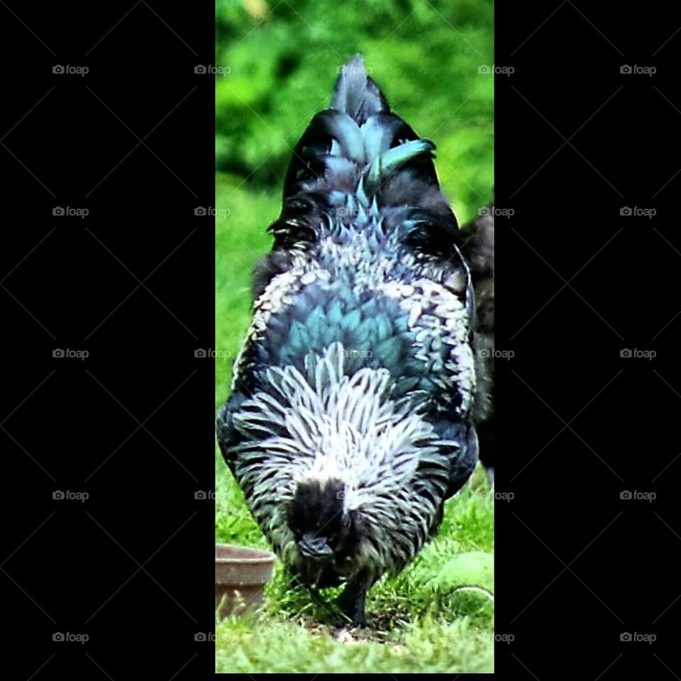 chicken doing what chickens do.