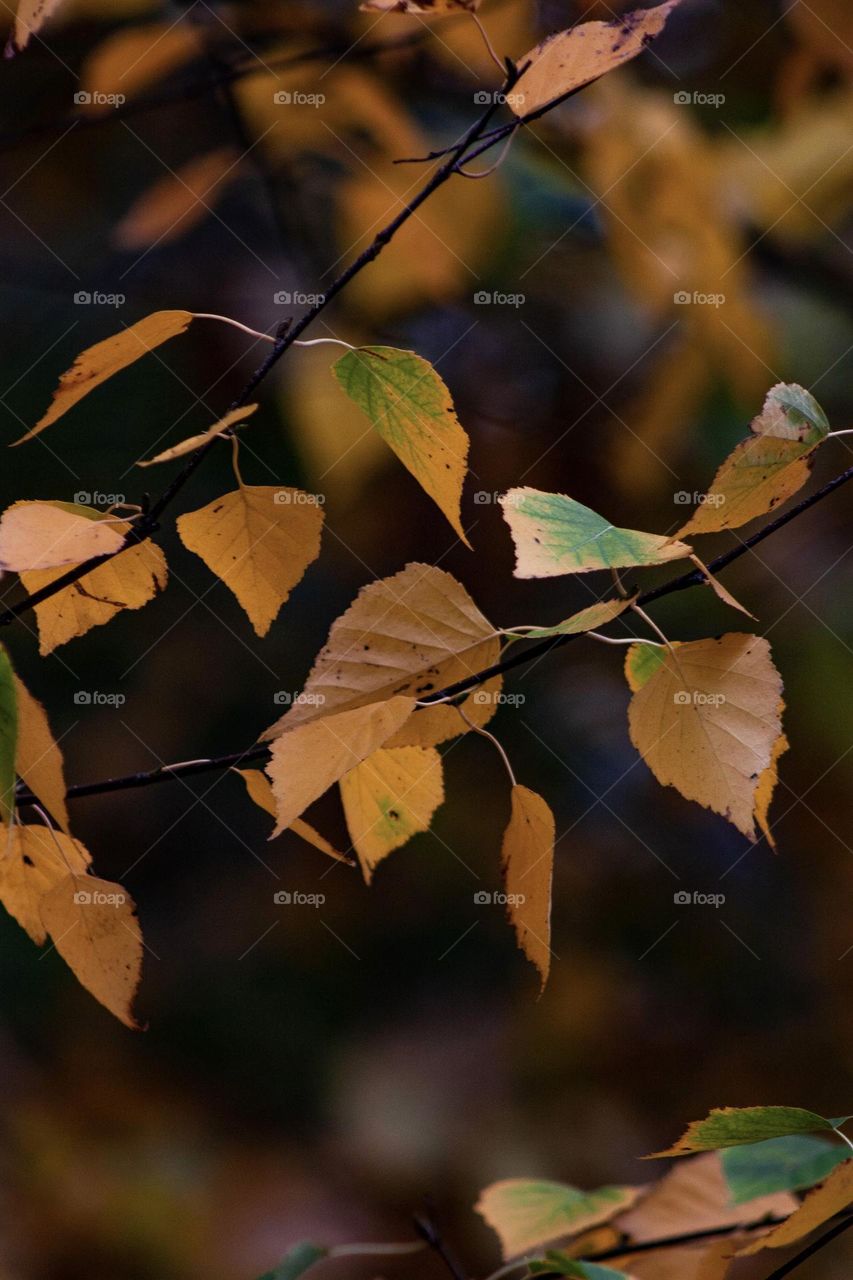 Autumn slowly absorbs summer🍁