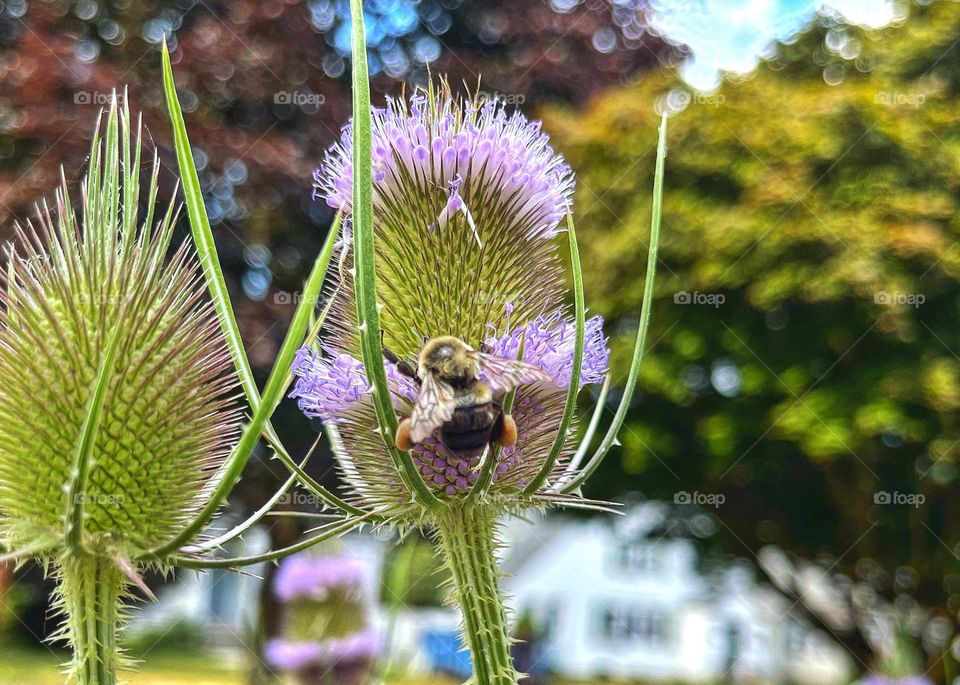 Bee collecting and pollinating on a Teasel 