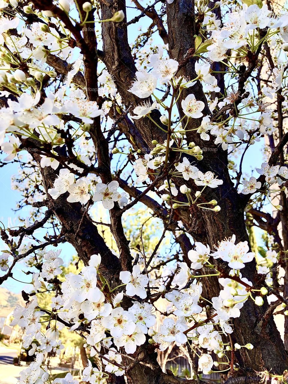 Spring has sprung! Here are some freshly- opened plum blossoms as proof!