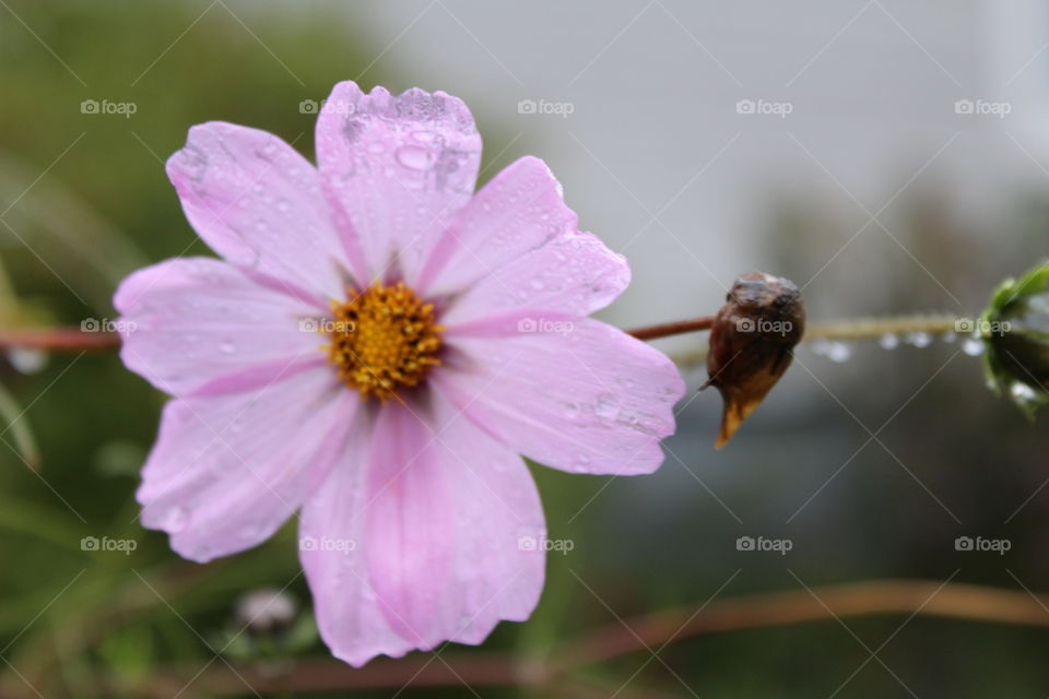 Nature, Flower, No Person, Garden, Flora