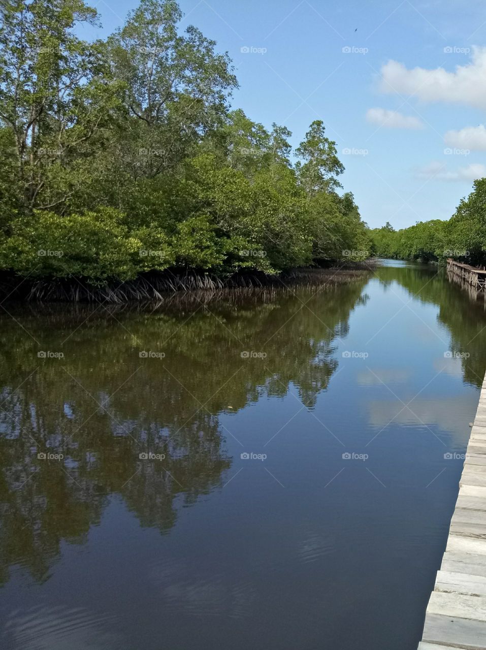 Mangrove river cruise