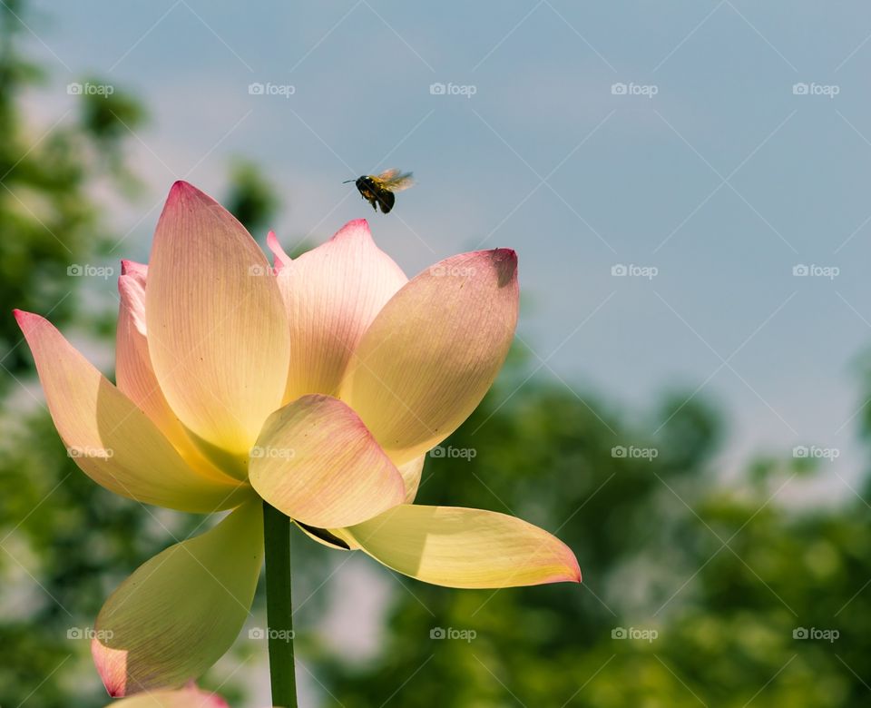 Colorful lily flower 