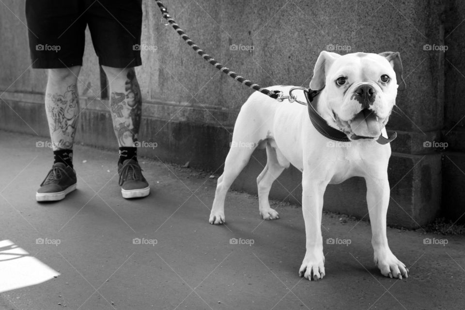 Cute bulldog walking in the street