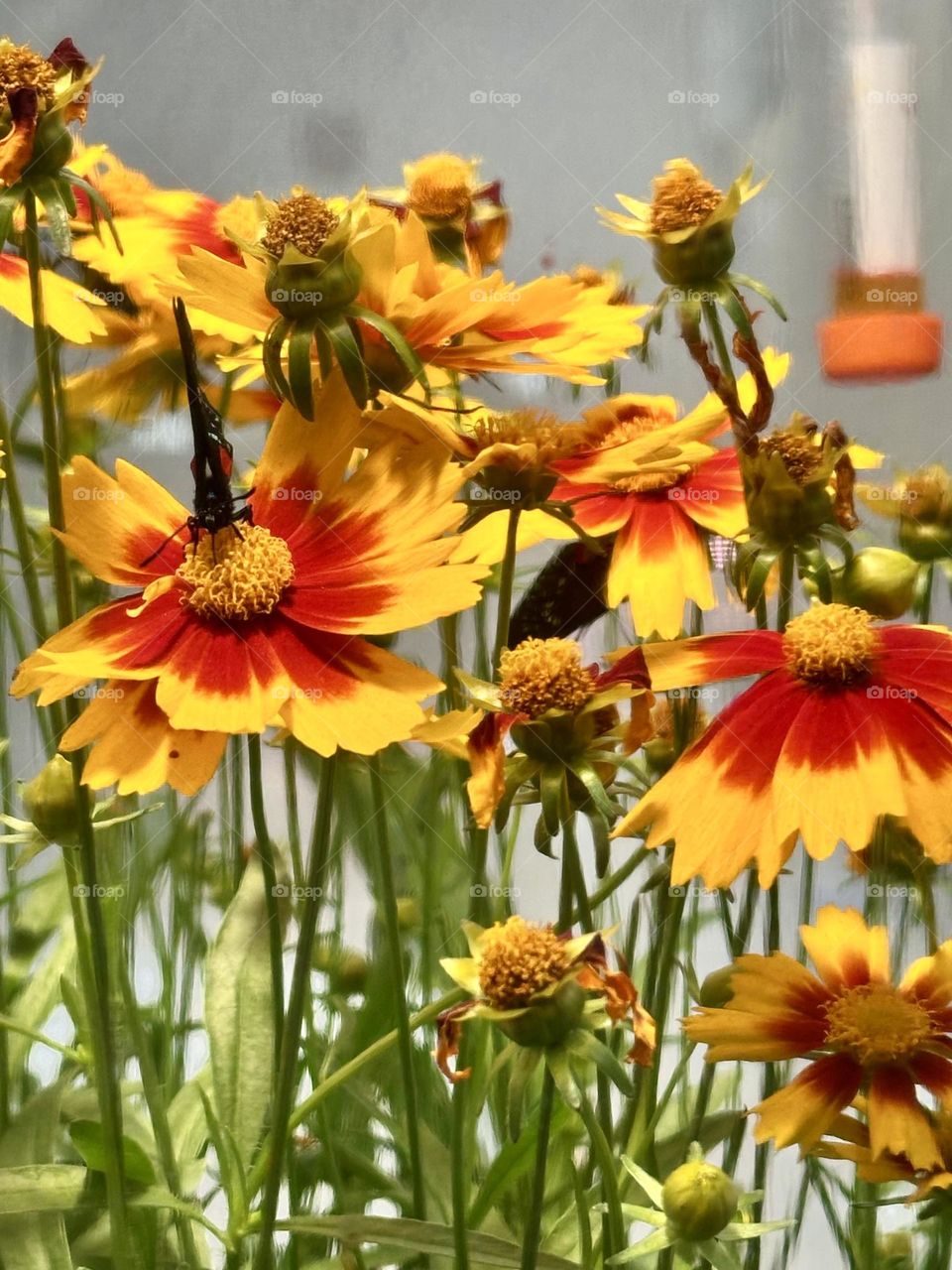 Coreopsis is a sunny flower that graces roadsides, fields, and many gardens across the United. States. This native perennial is also Florida's state wildflower. Butterflies are attracted to them. 