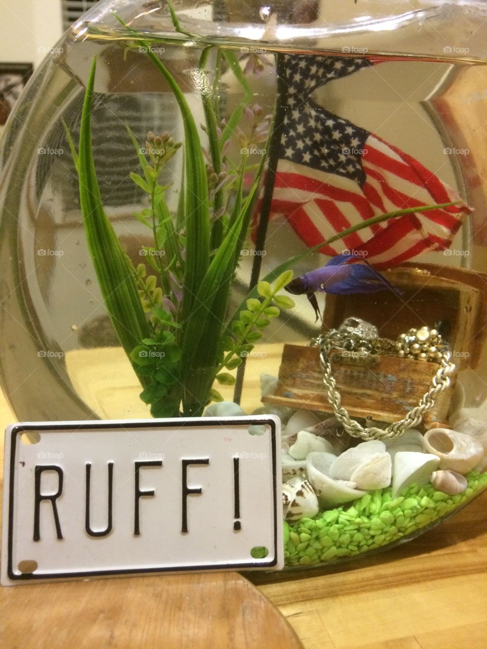 Fishy fishy fishy. I won a beta fish in a raffle at a pet store. His name is Harpo like from finding nemo. He fights his reflection all day