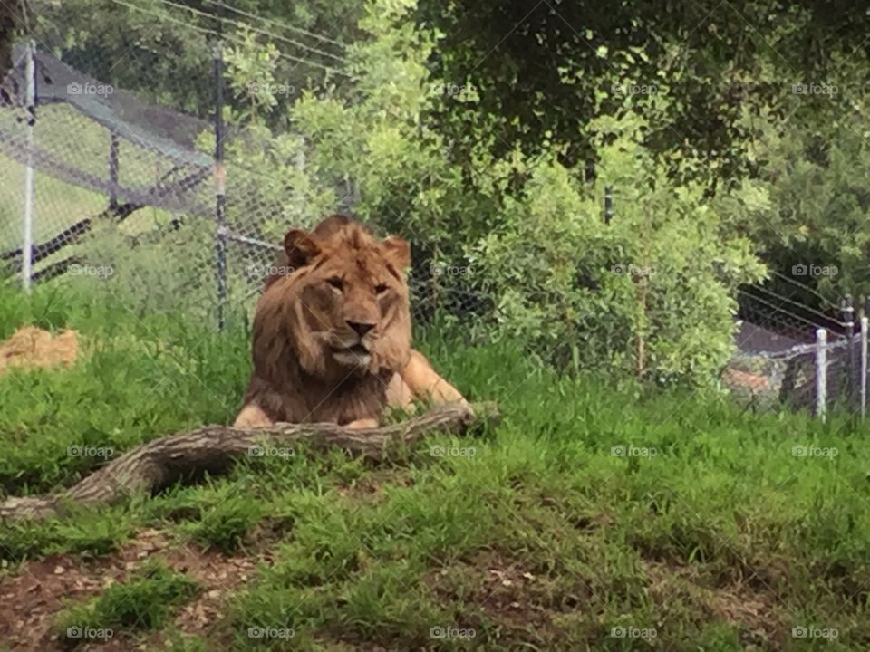 Lion at Zoo