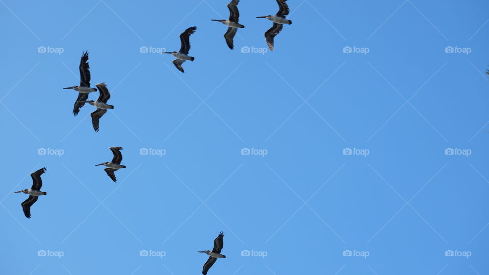 Look up, sea birds flying