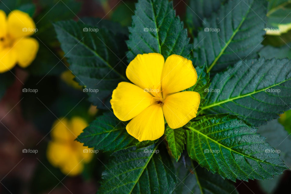 Yellow flower with green leaf background