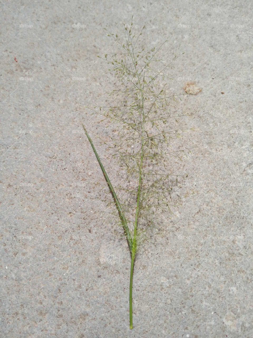 a grass flower in my garden