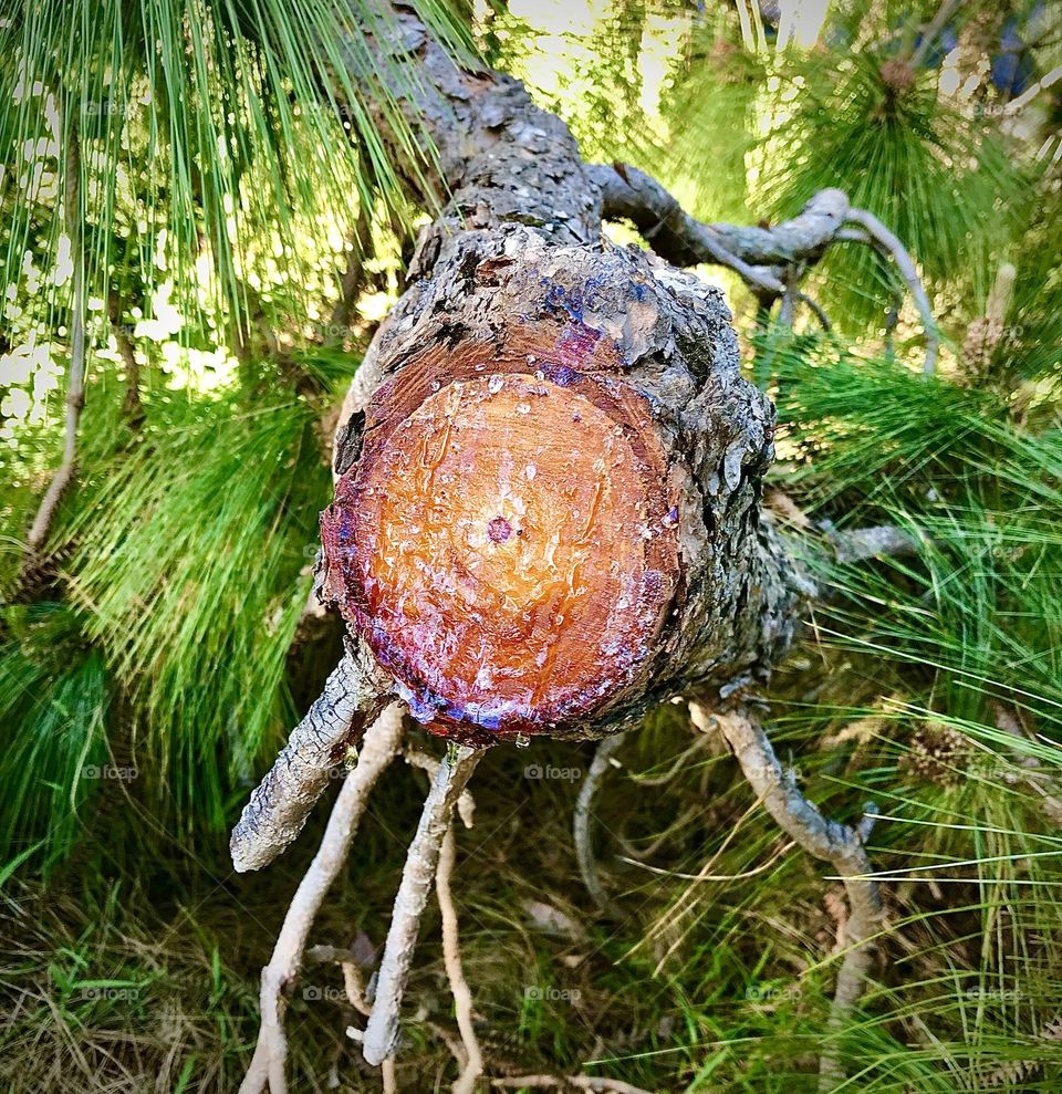 Tree Branch Dripping Sap