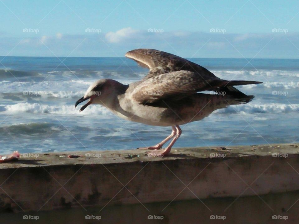 Beautiful seagull bird on wall