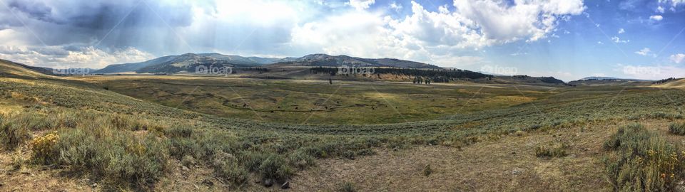 Bison Grazing in Yellowstone