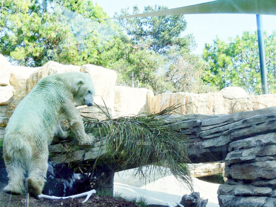 Polar Bear branch dragging