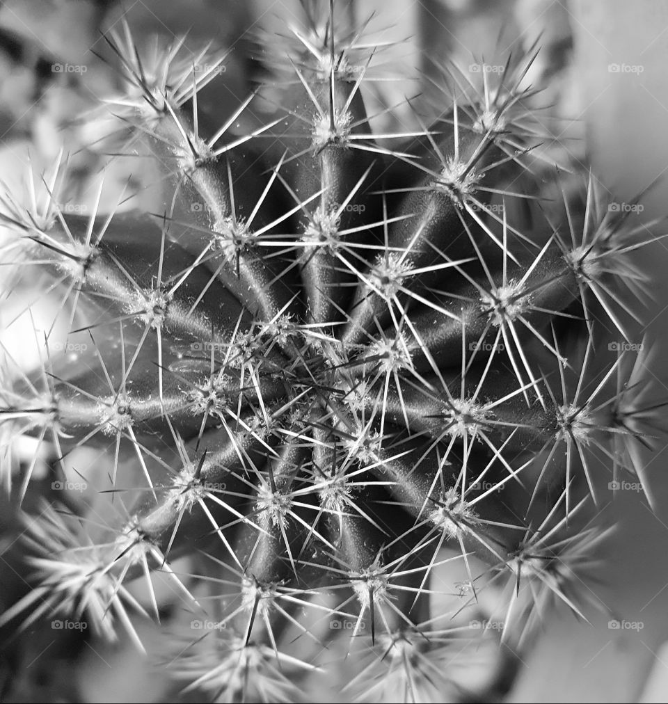 cactus grayscale