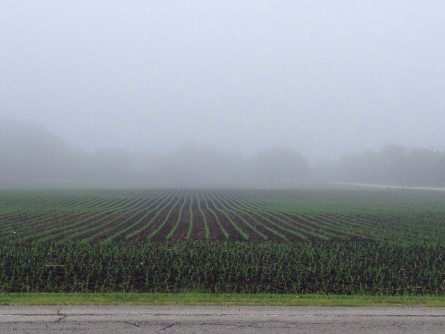 Foggy farm 
