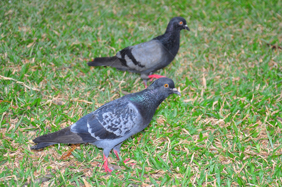 pigeons