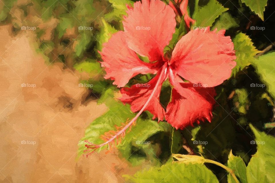 Hibiscus