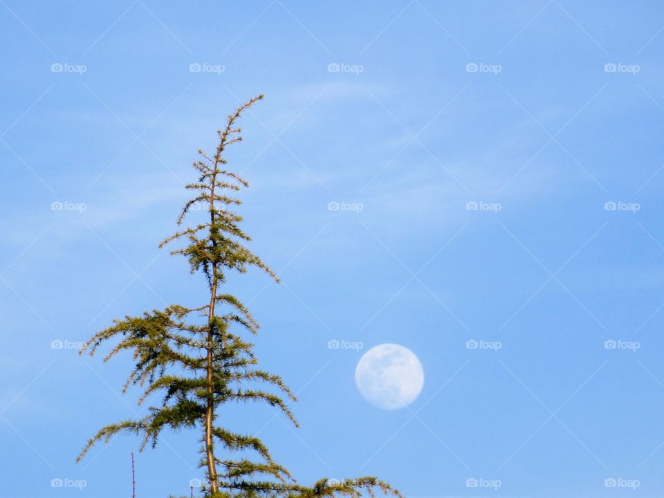 moon with larch