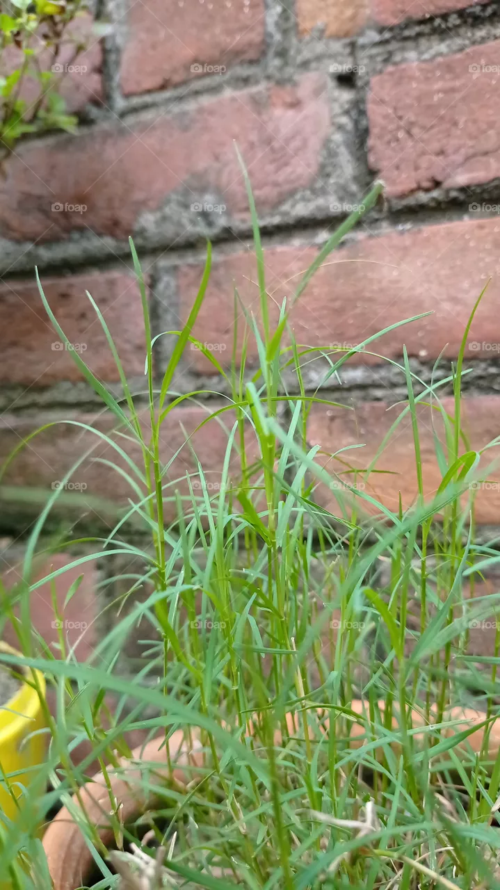 green grass