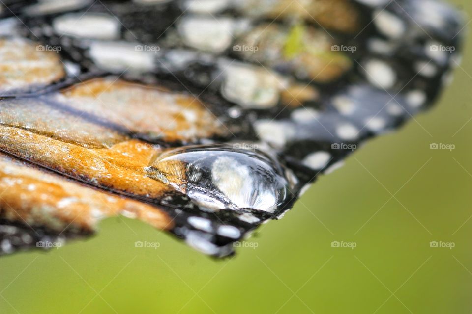 Droplet on Butterfly wing