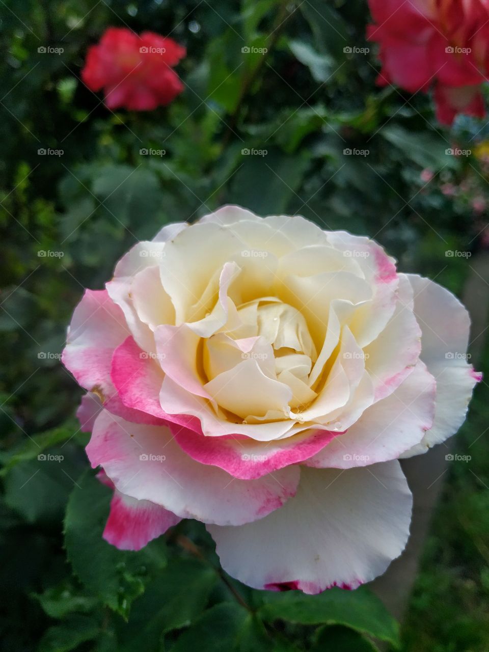 Tender rose