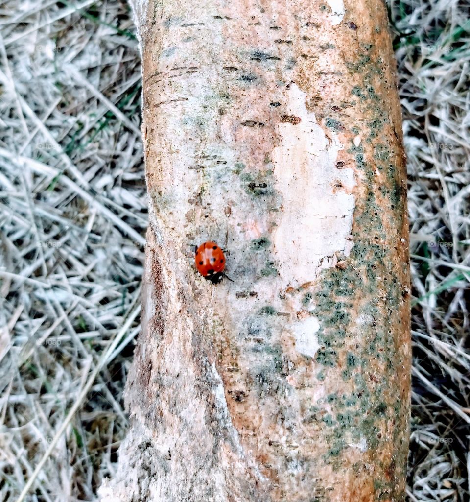 Coccinelle