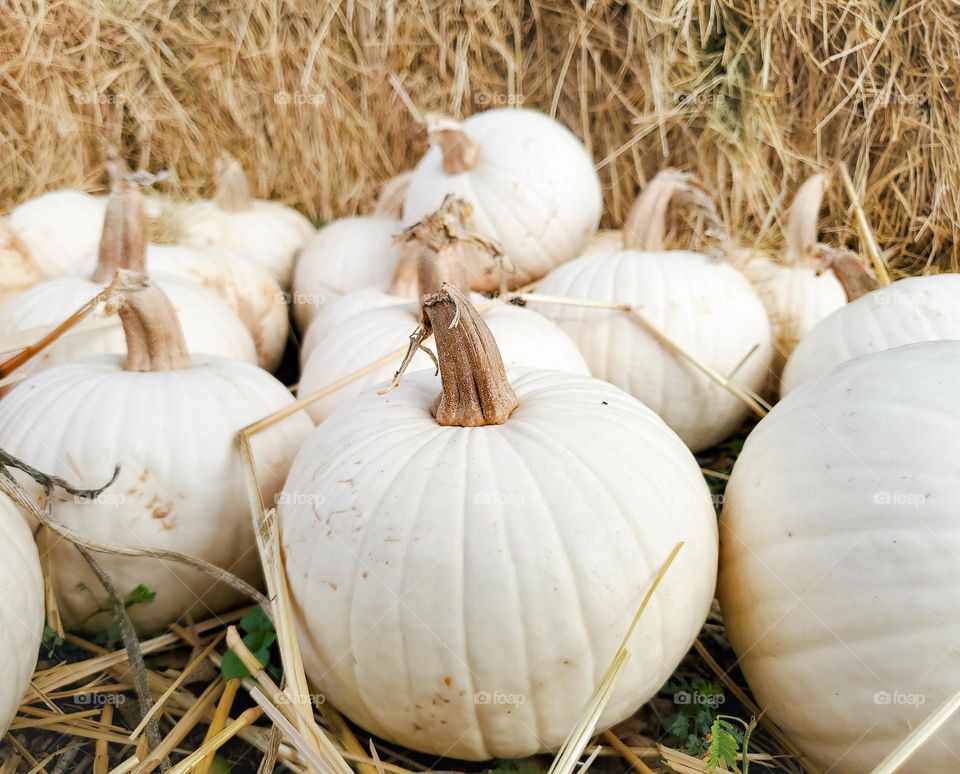 White pumpkins