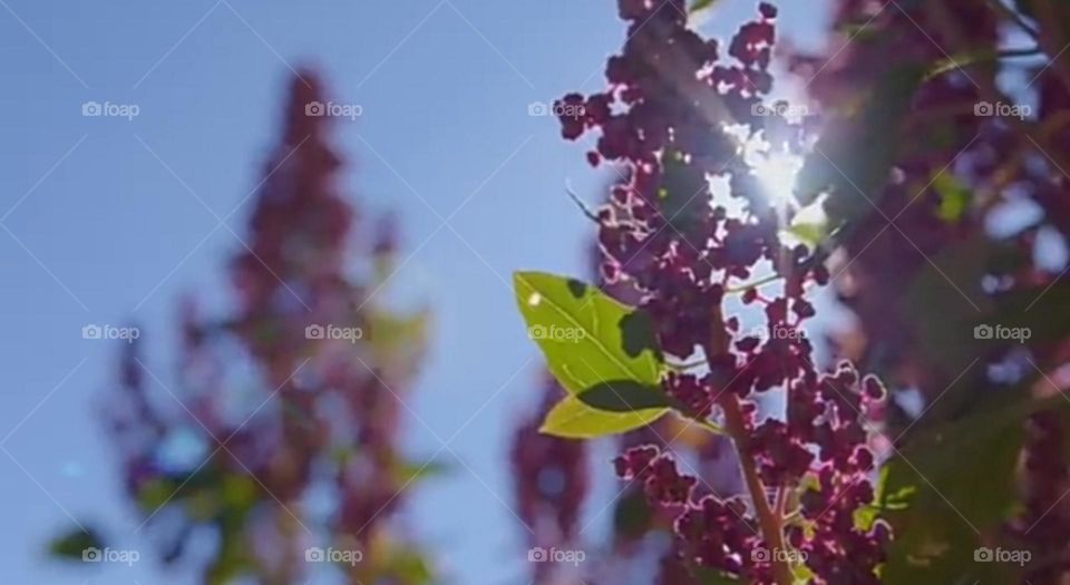 Beautiful quinoa flower with sunrays