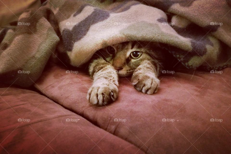 Tito peeking through his favorite camouflage blanket 😻