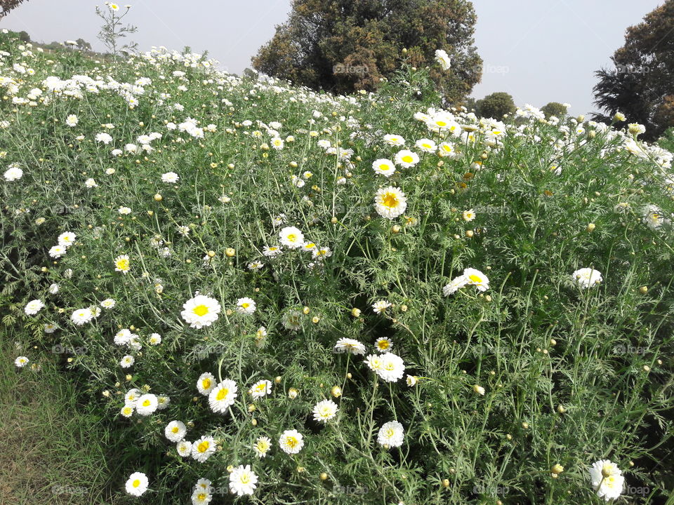 Flower, Field, Hayfield, Summer, Grass
