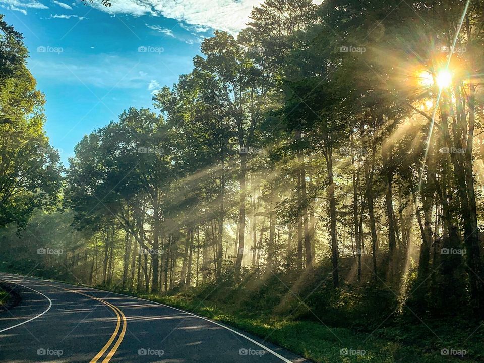 Sun rays peaking through the trees