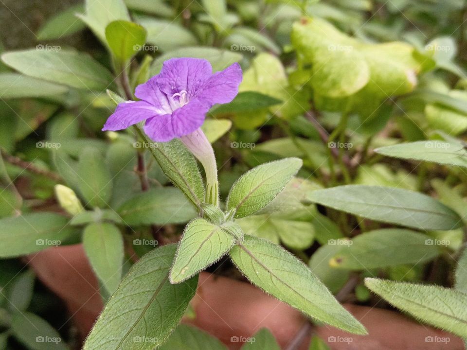 Ruellia humilis